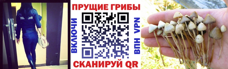 Галлюциногенные грибы GOLDEN TEACHER  Северо-Курильск 